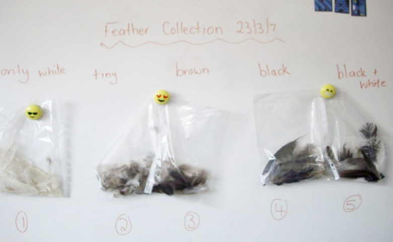 Feather collection