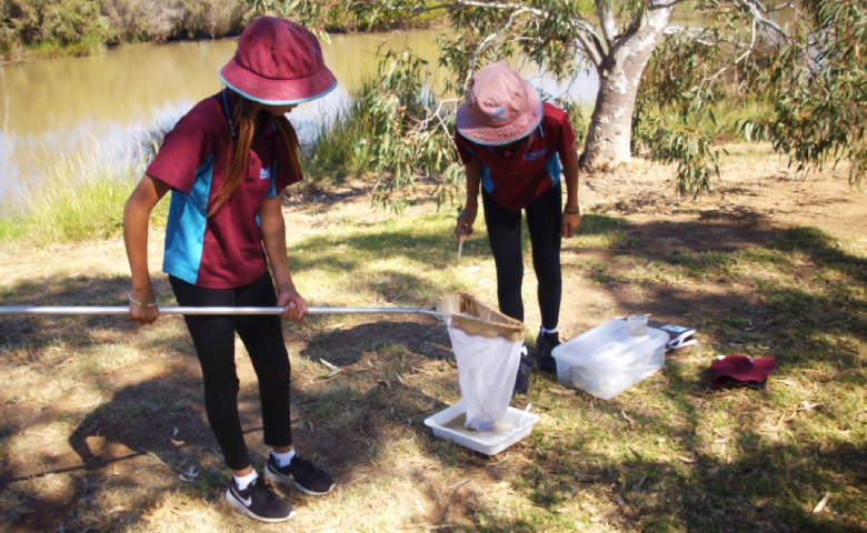 Pond dipping