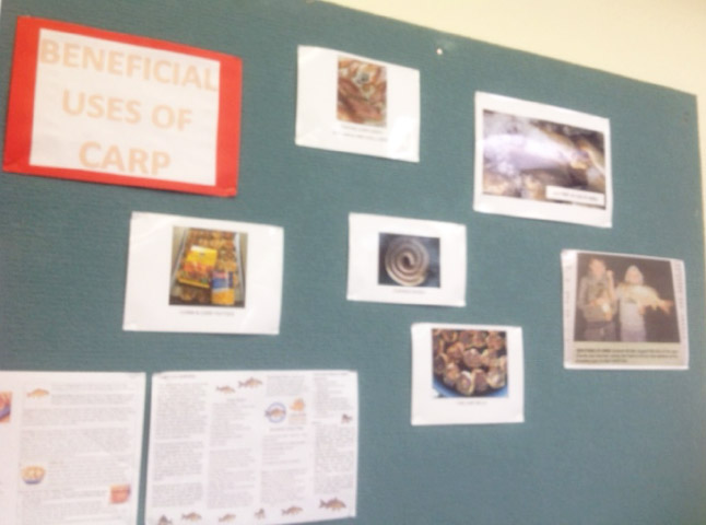 Carp posters